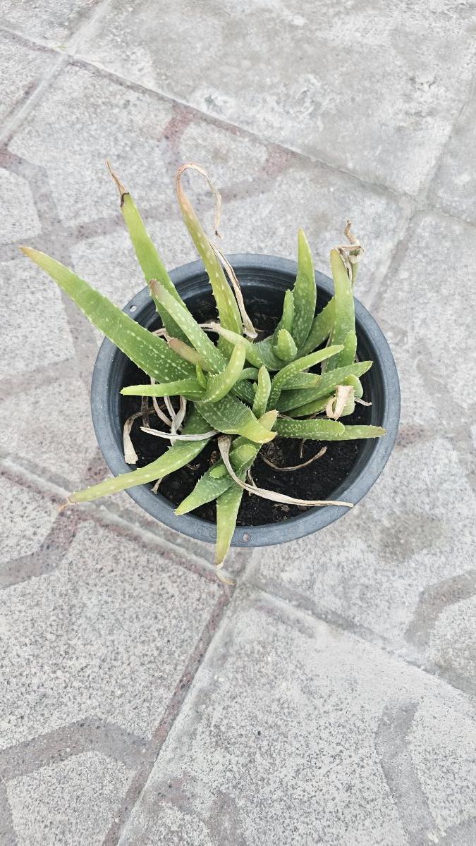 Aloe Vera Plant - Image 5