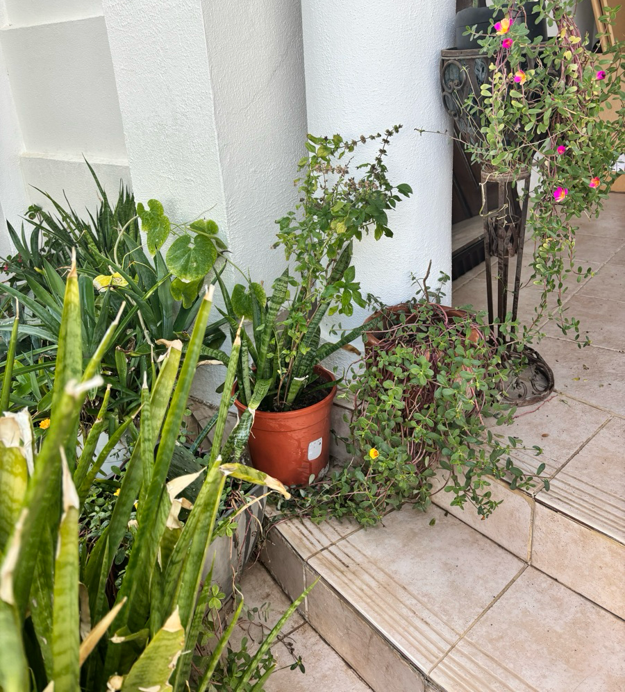 Plants - Image 17