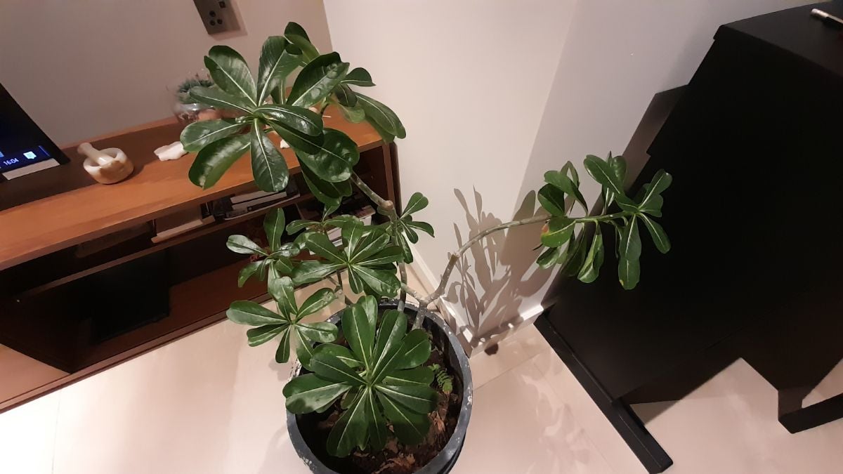 desert rose plant - Image 3