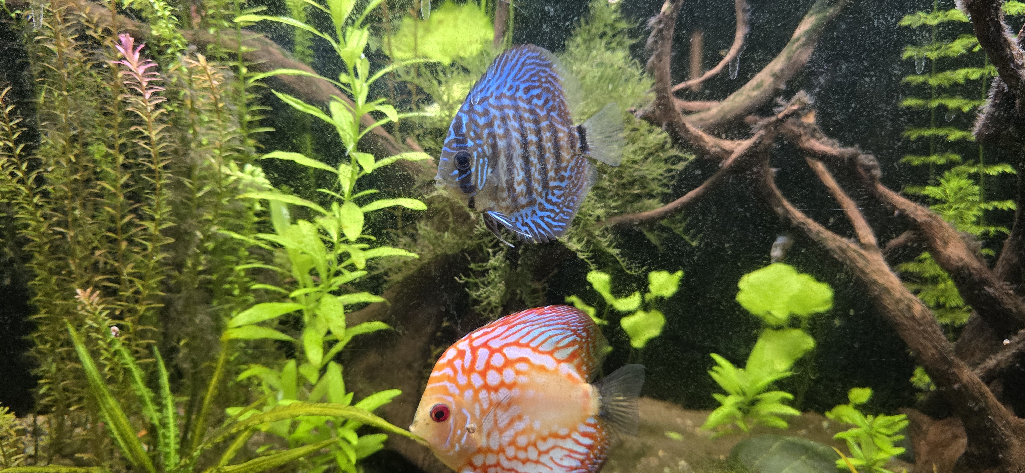 Discus fish for aquarium  - Image 2