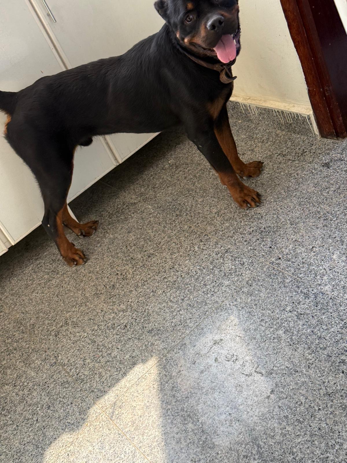 Pure rott wieler high level - Image 3