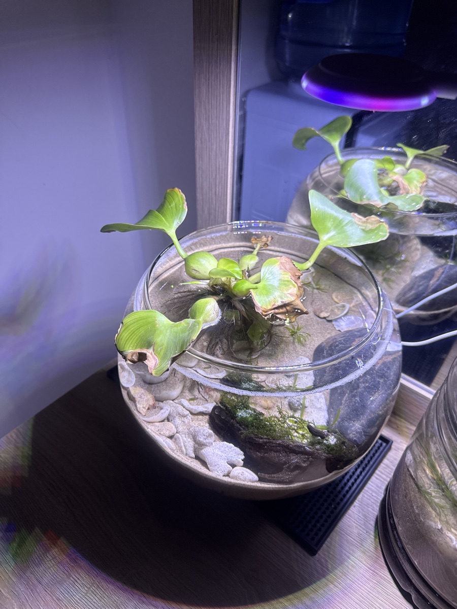 Round glass fish tank for sale - Image 2