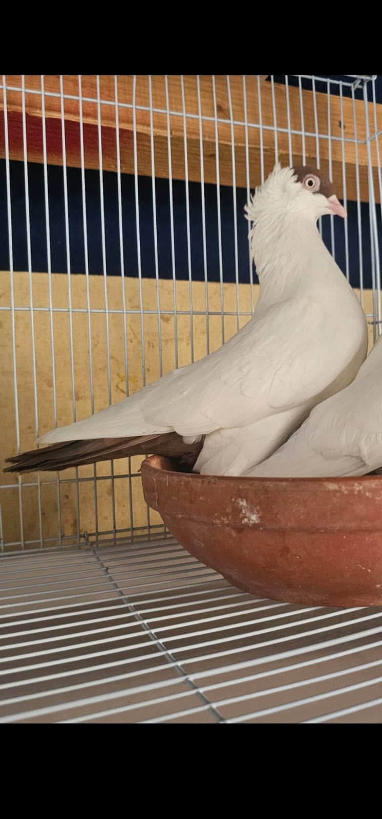 Healthy Heltmet Breeding pair for sales - Image 1