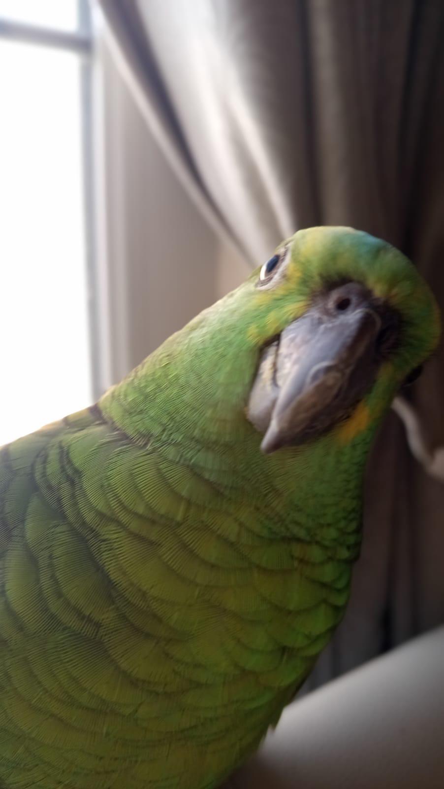 Blue fronted amazon playful fully tamed with cage - Image 4