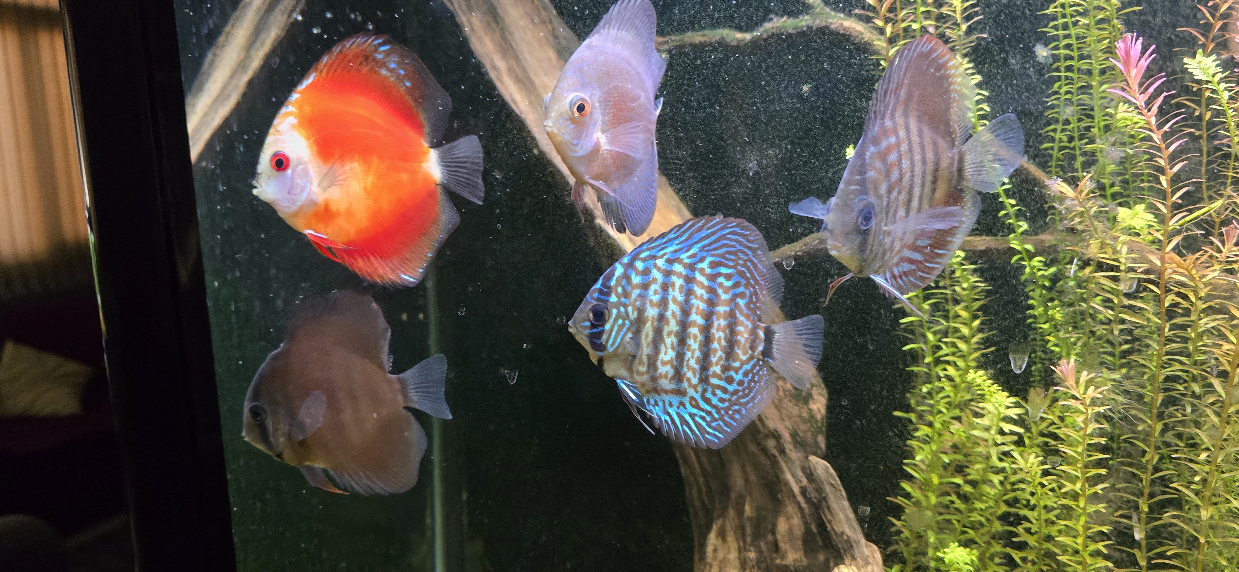 Discus fish for aquarium  - Image 3