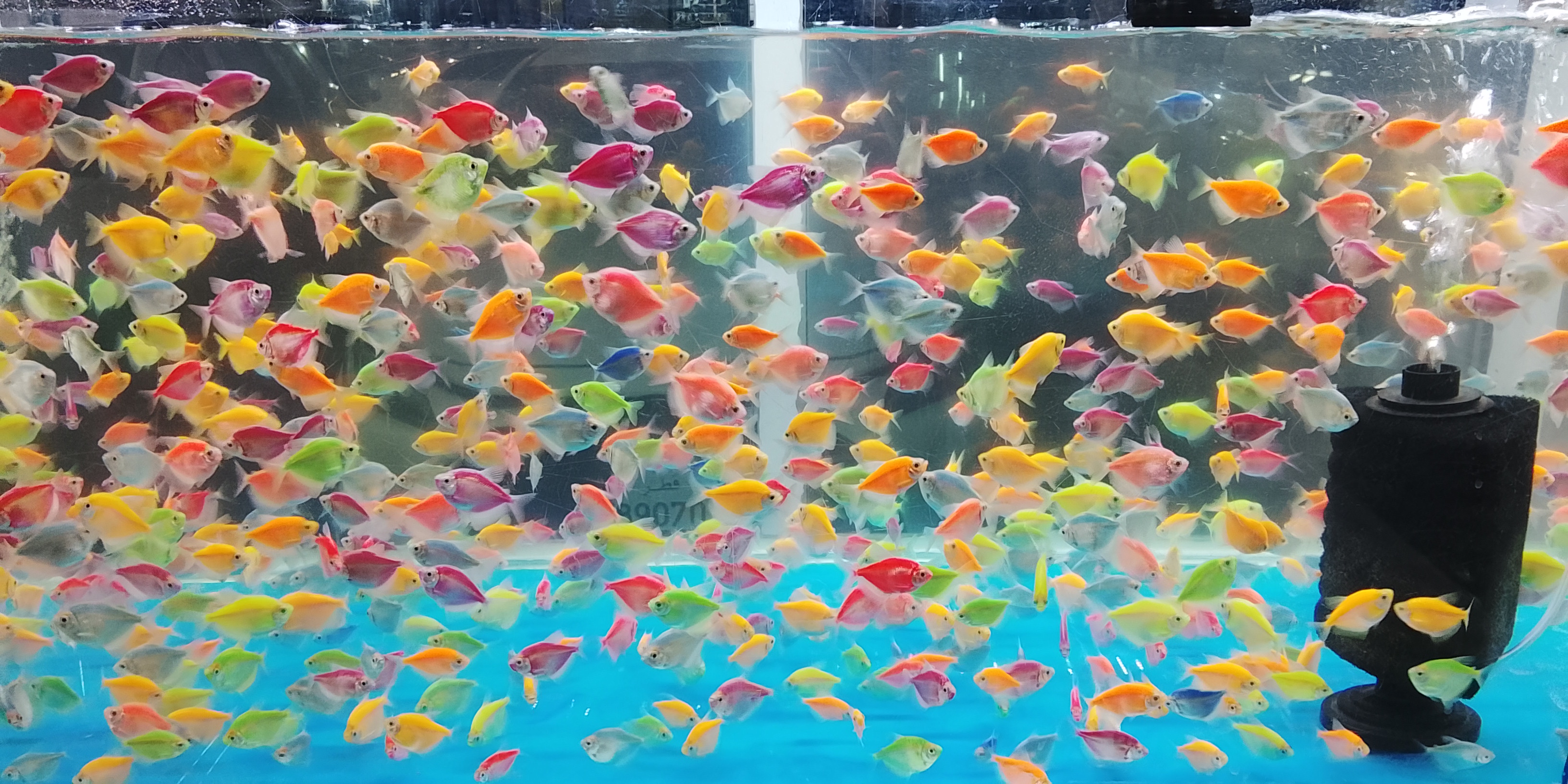 Glow fish tetra all the colurs available - Image 1