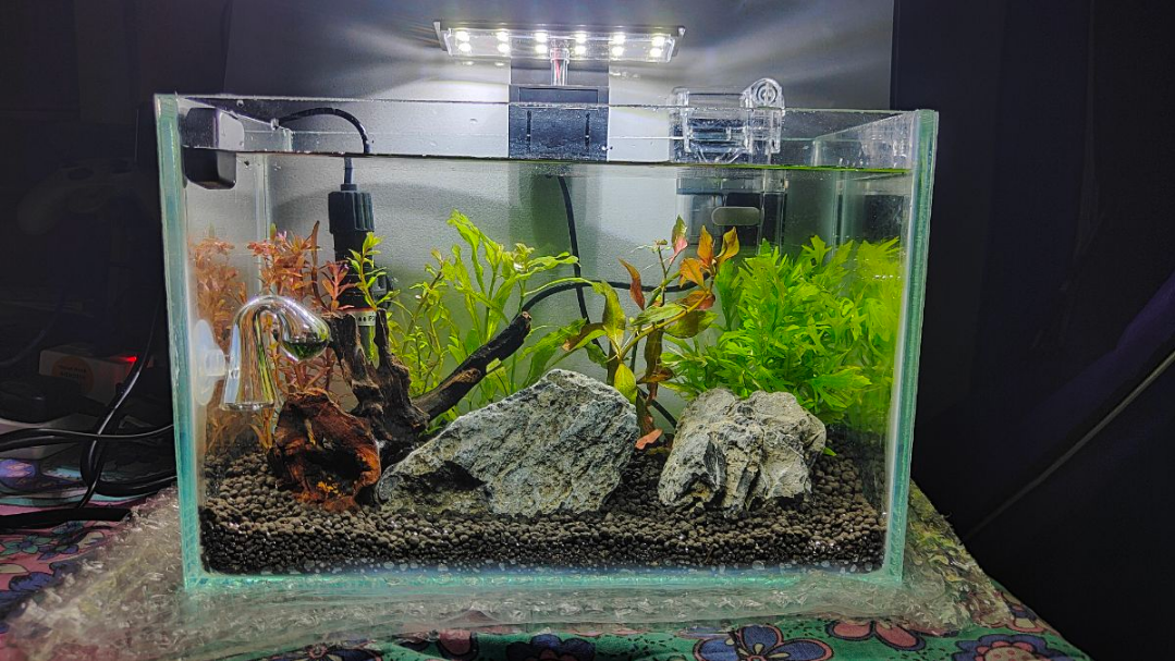 Planted Aquarium for Sale – Perfect for Office or Home Desk - Image 5