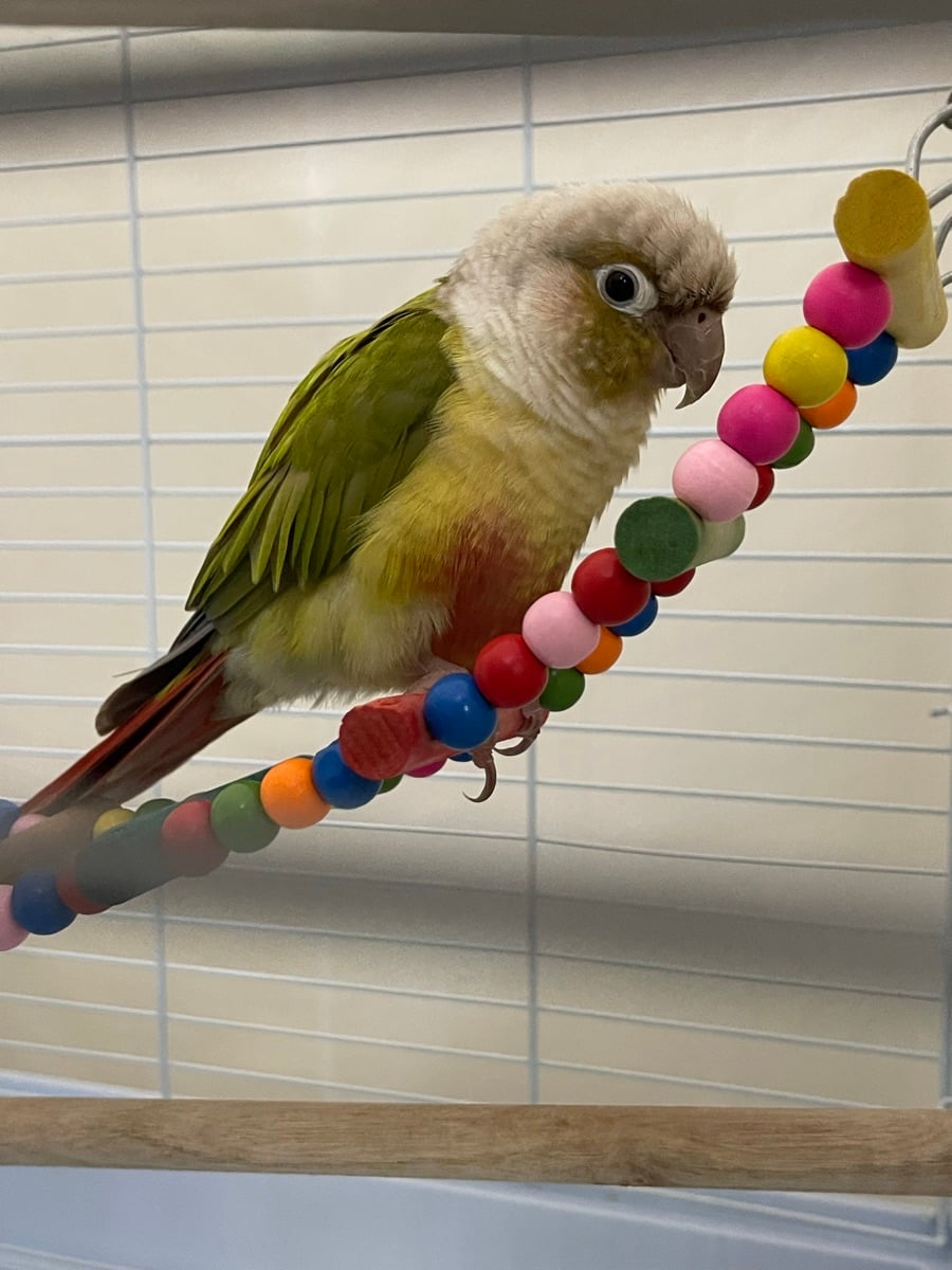 GREEN CHEEK CONURE FOR SALE - Image 3