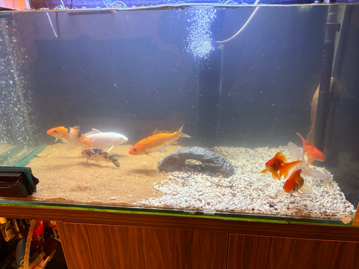 Gold fish and koi fish for sale with the tank fullset - Image 1