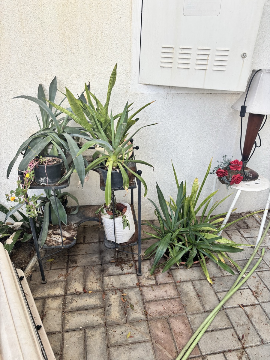 Plants - Image 7