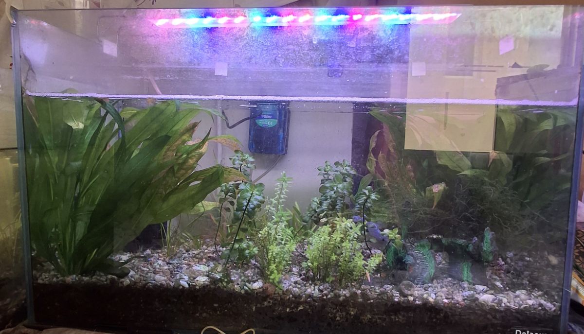 Fish tank aquarium - Image 2