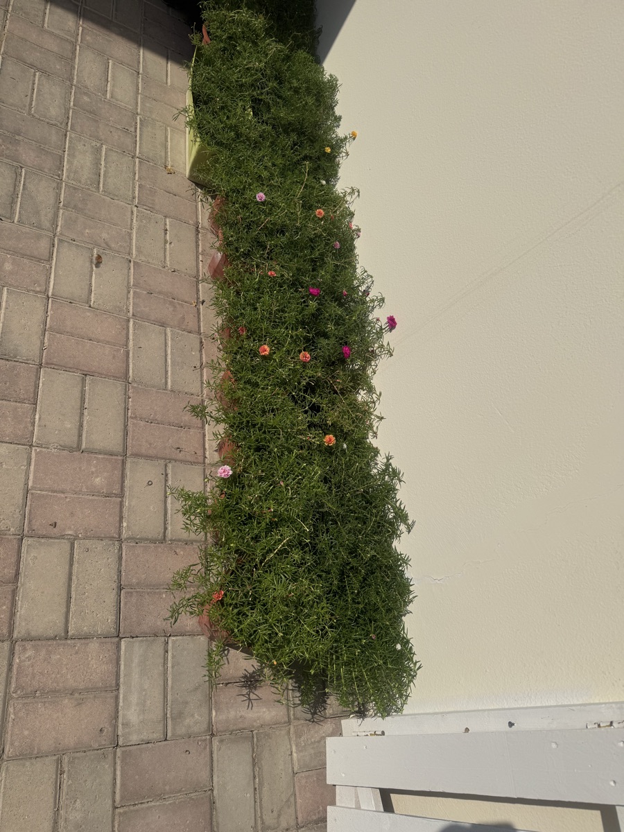 Portaluca / alembong plants - Image 2