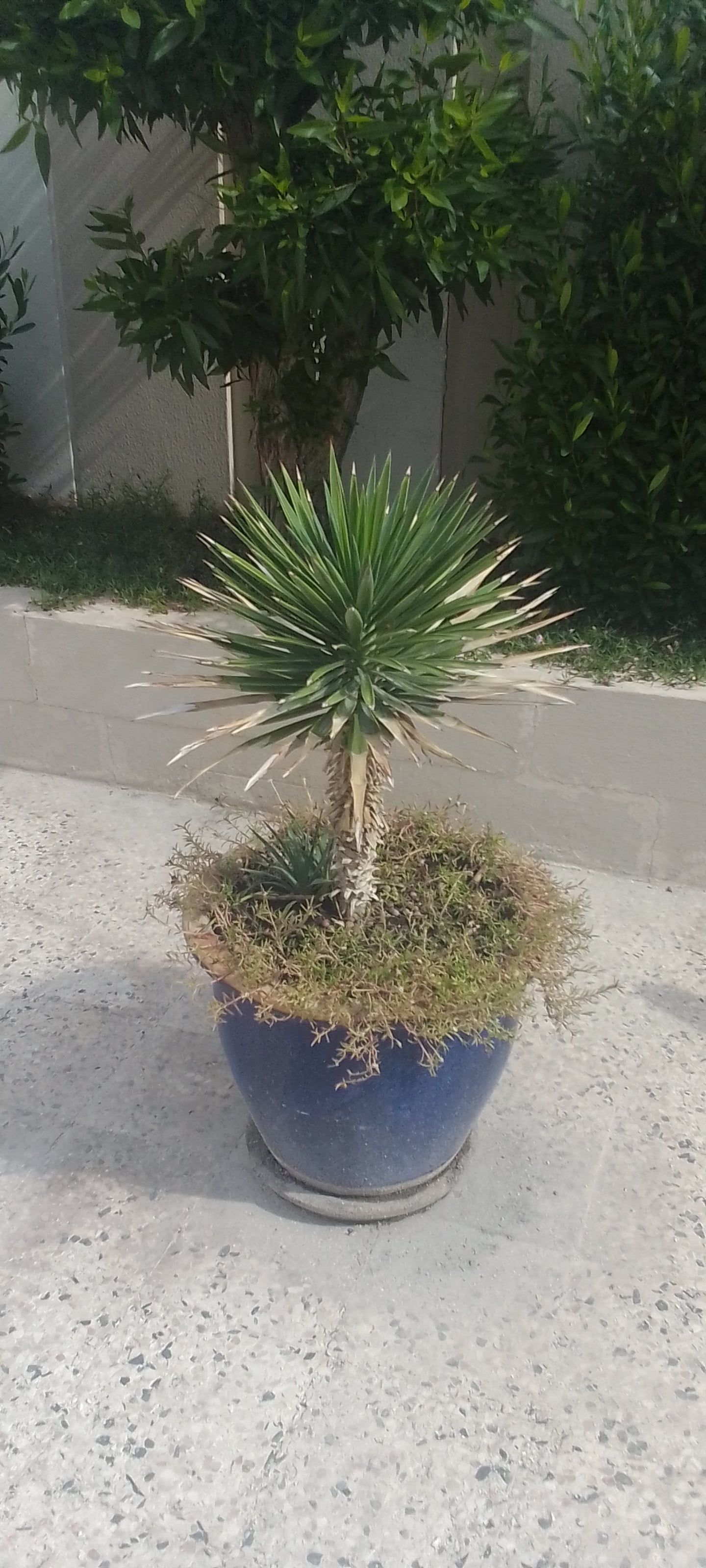 Garden pot's  - Image 3
