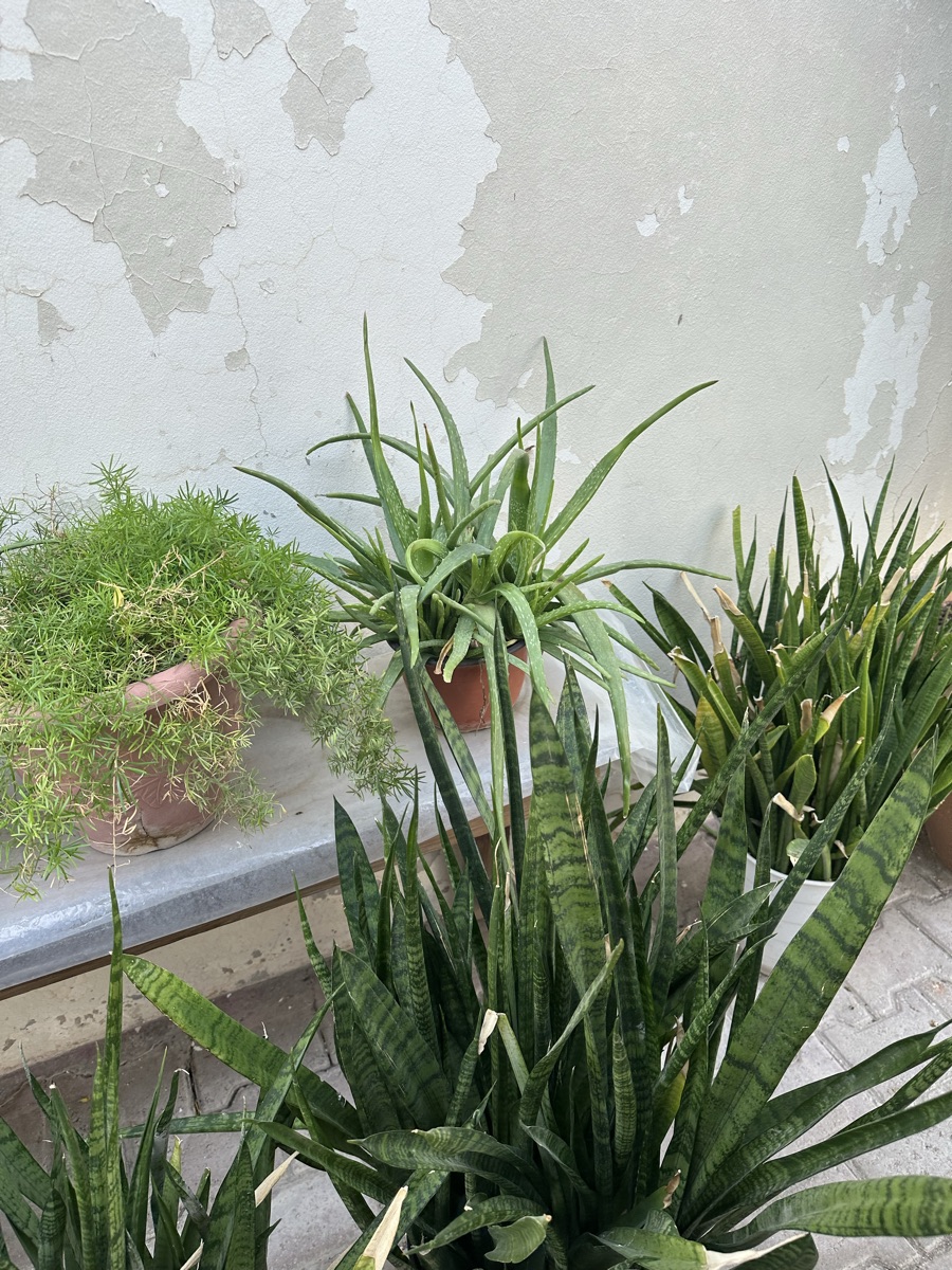 Plants - Image 2