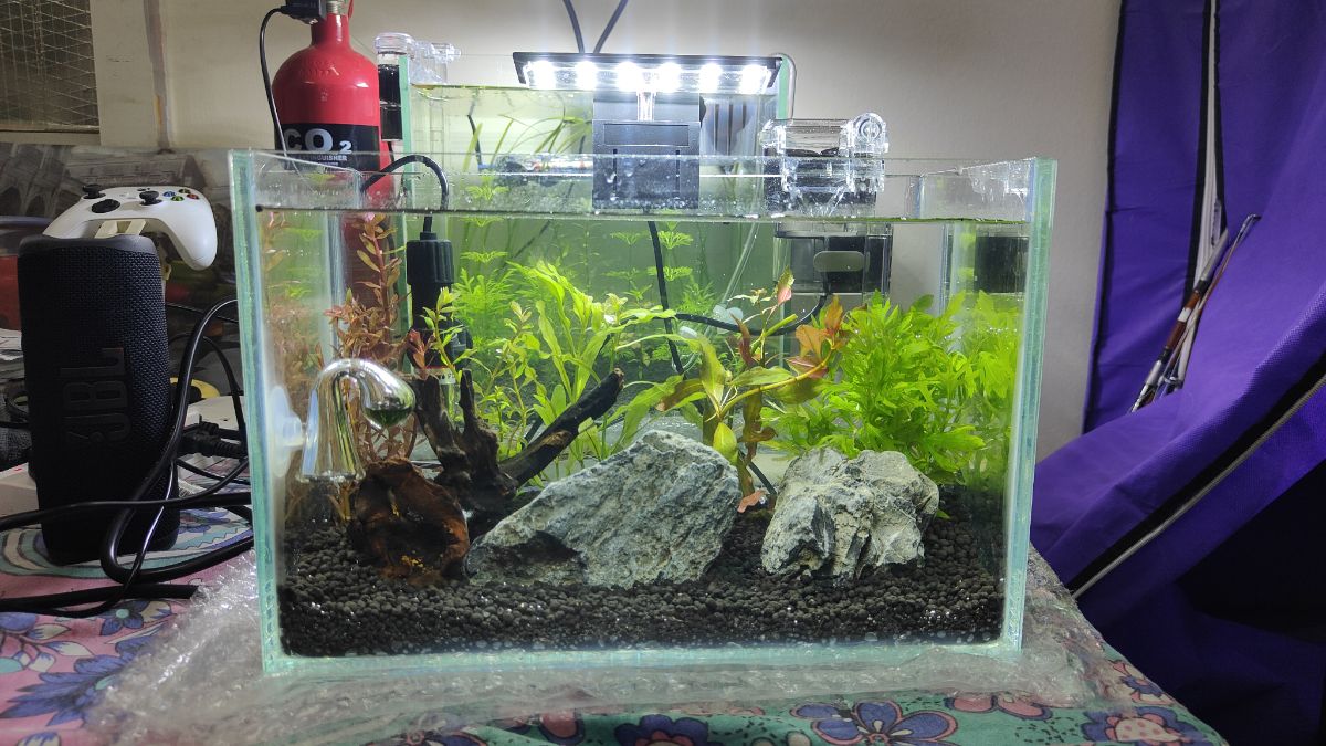 Planted Aquarium for Sale – Perfect for Office or Home Desk - Image 11