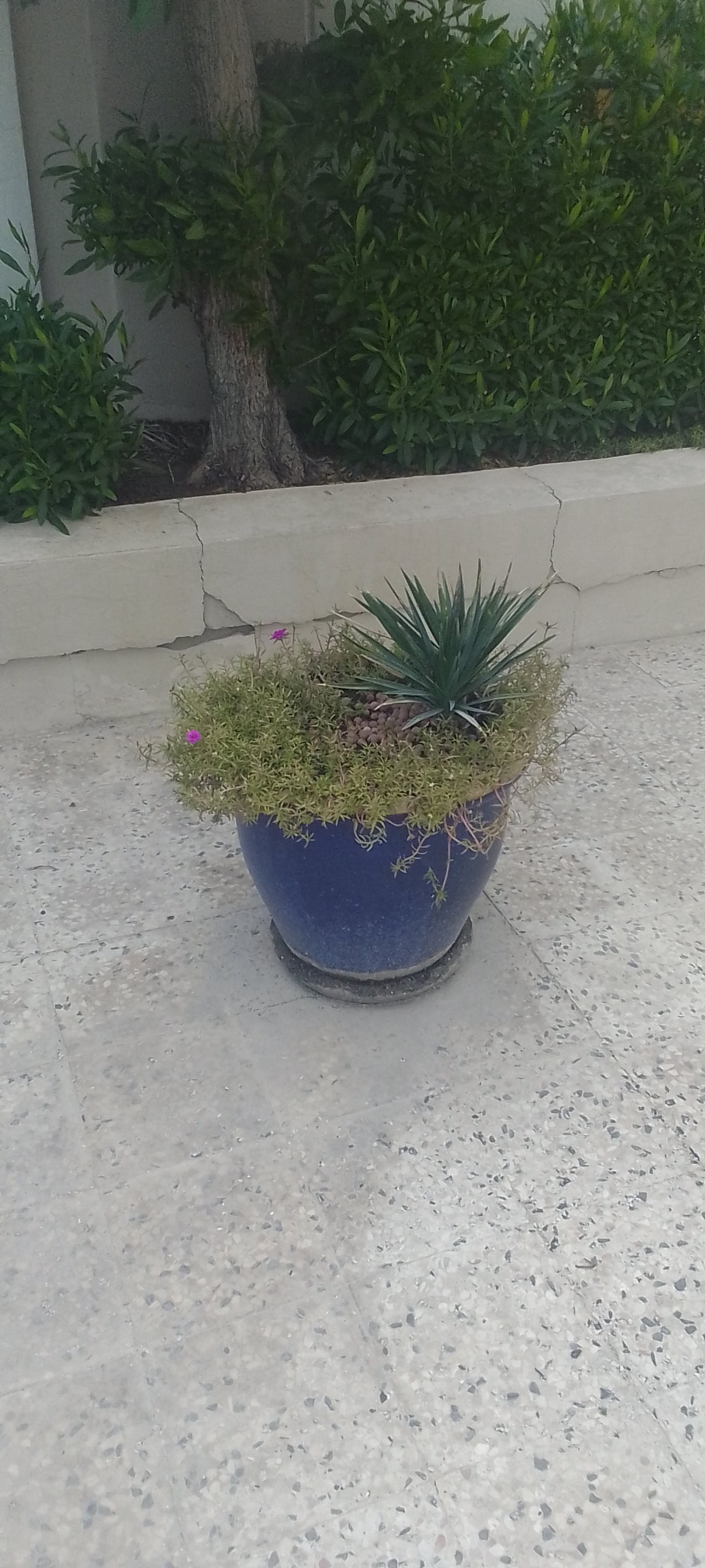 Garden pot's  - Image 2