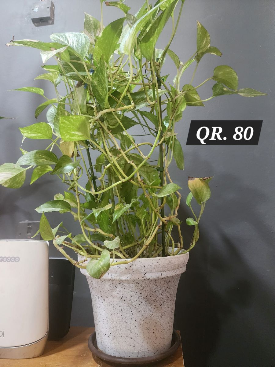 Plants for sale - Image 4