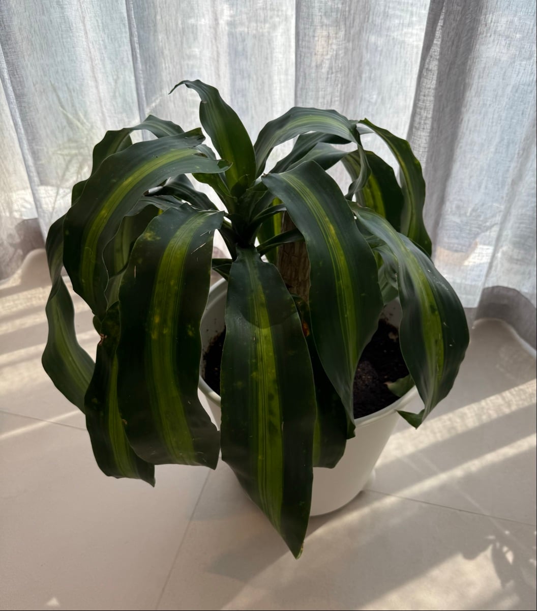 Corn Plant, 3 plants - Image 3