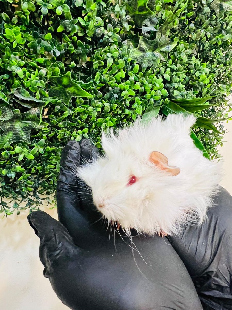 Long-Haired White Red-Eyed Guinea Pig - Image 4