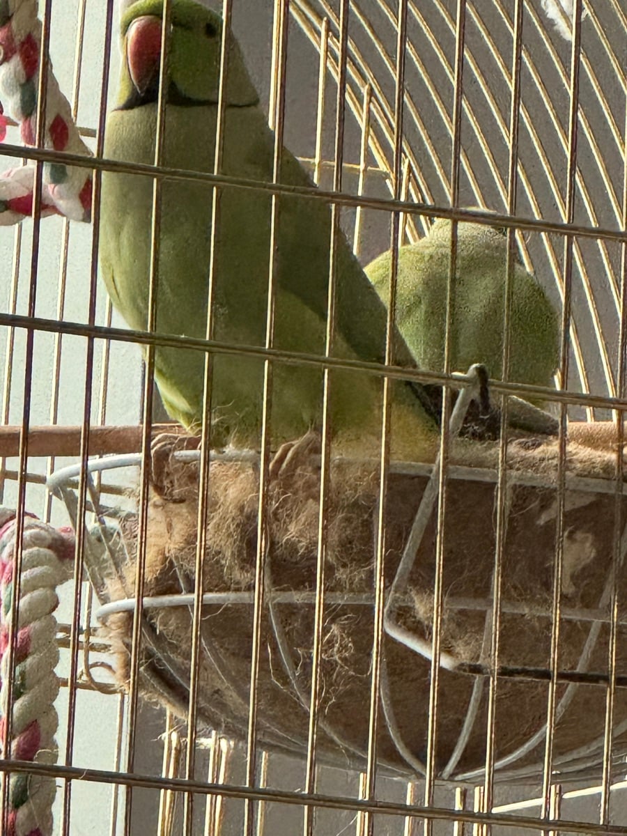 Parrots male and female - Image 2