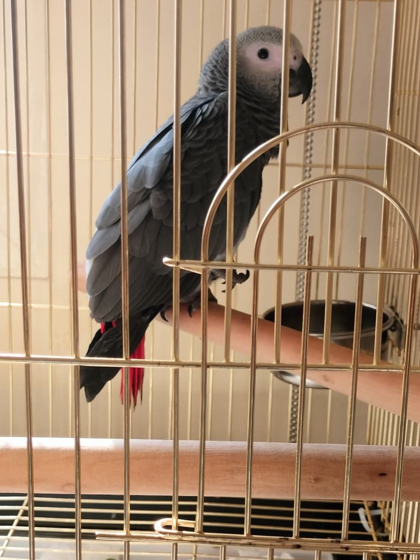 African grey parrot - Image 4