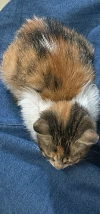 Urgent Kitten for Adoption - Image 1