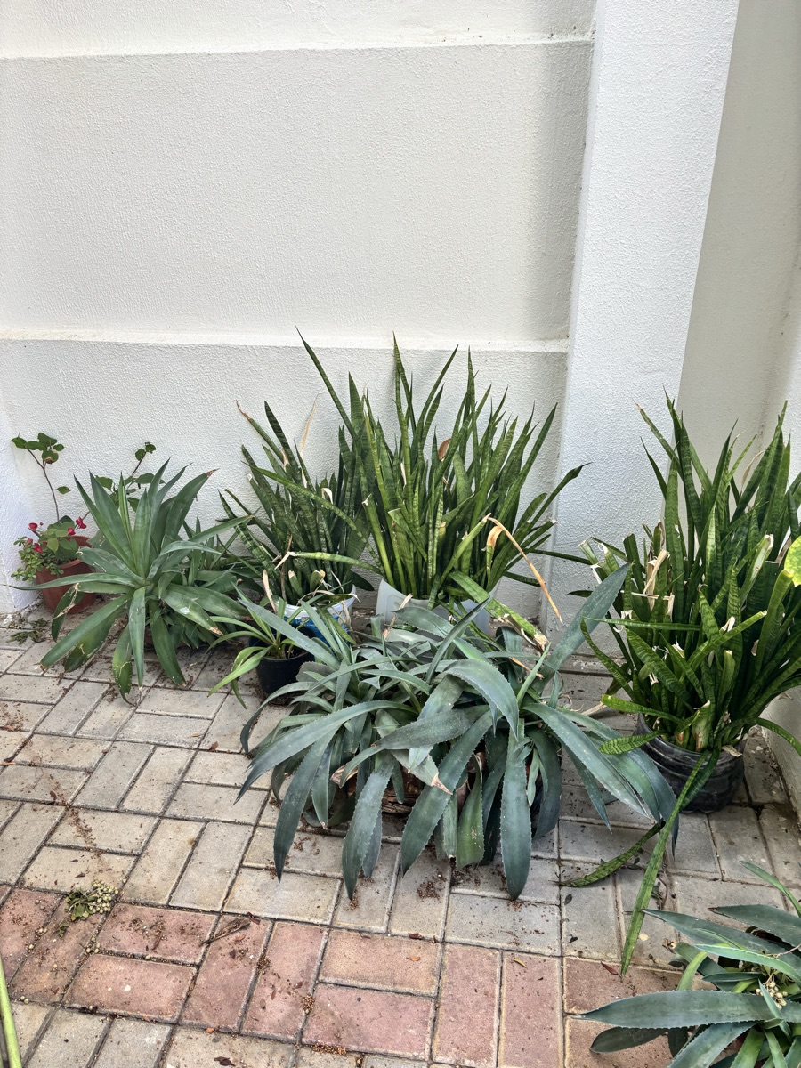 Plants - Image 6