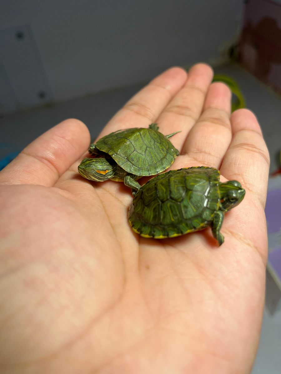 Baby Water Turtles - Image 3