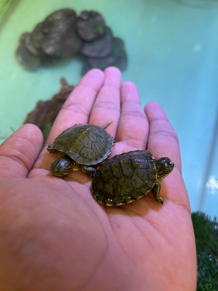 Baby Water Turtles - Image 5