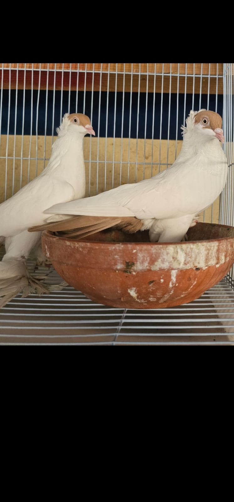 Healthy Heltmet Breeding pair for sales - Image 2