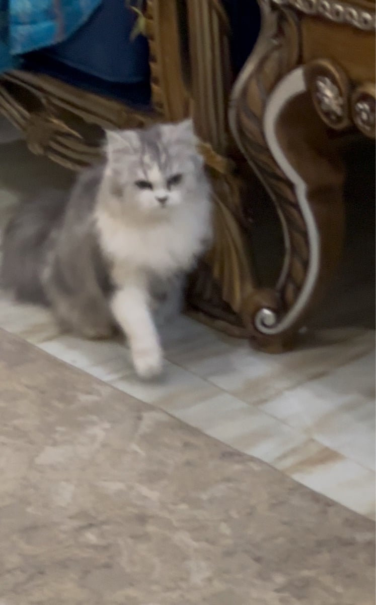 Cat for adoption - Image 4