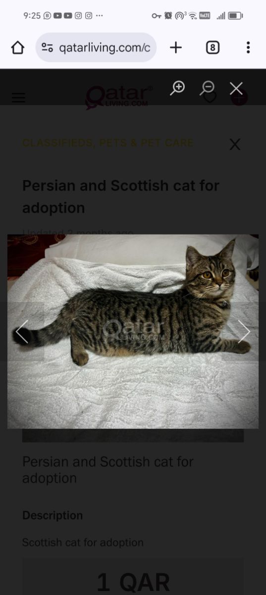 Female Scottish cat for Adoption - Image 1