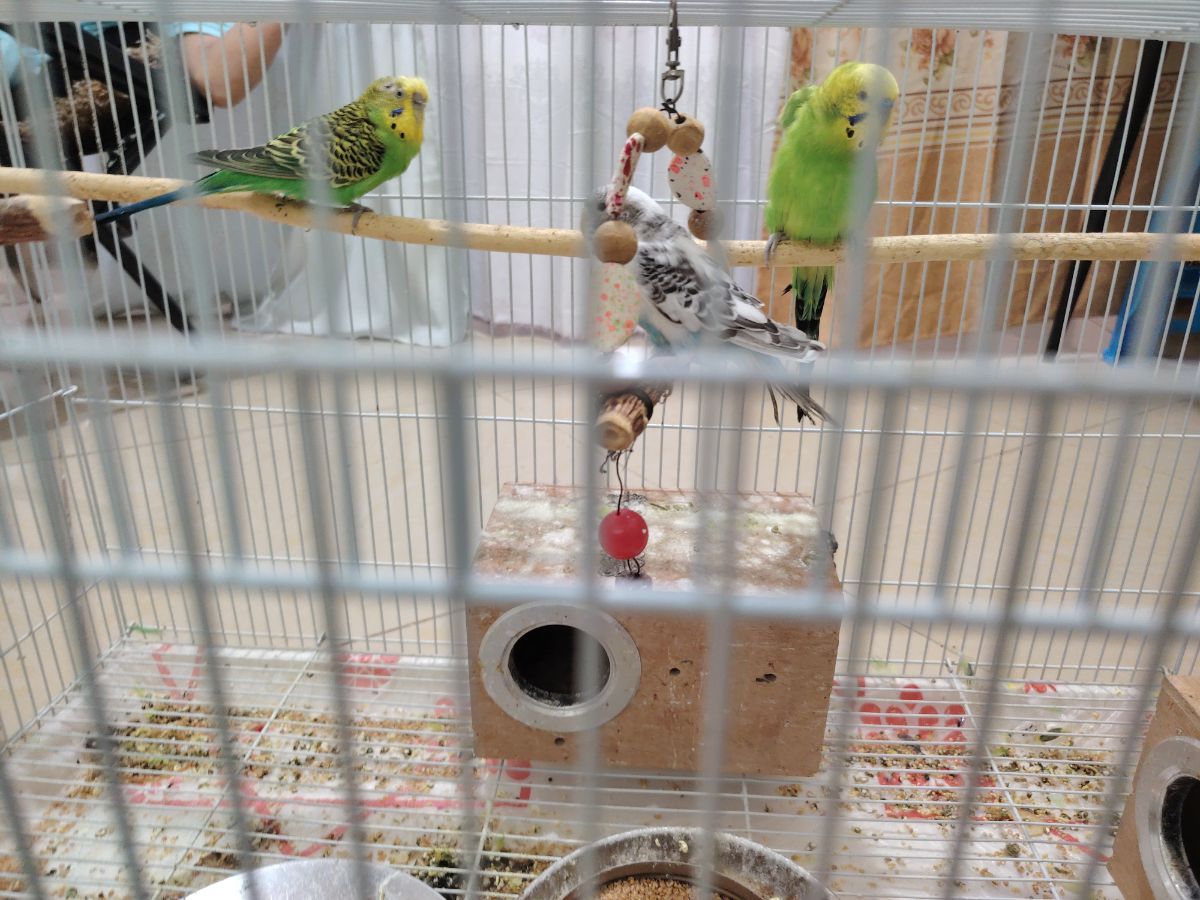 LOVE BIRDS - Image 1
