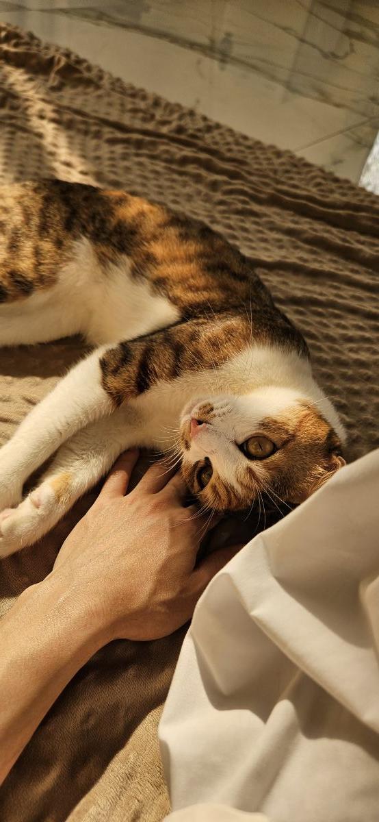 FREE URGENT: female cat for adoption - Image 5