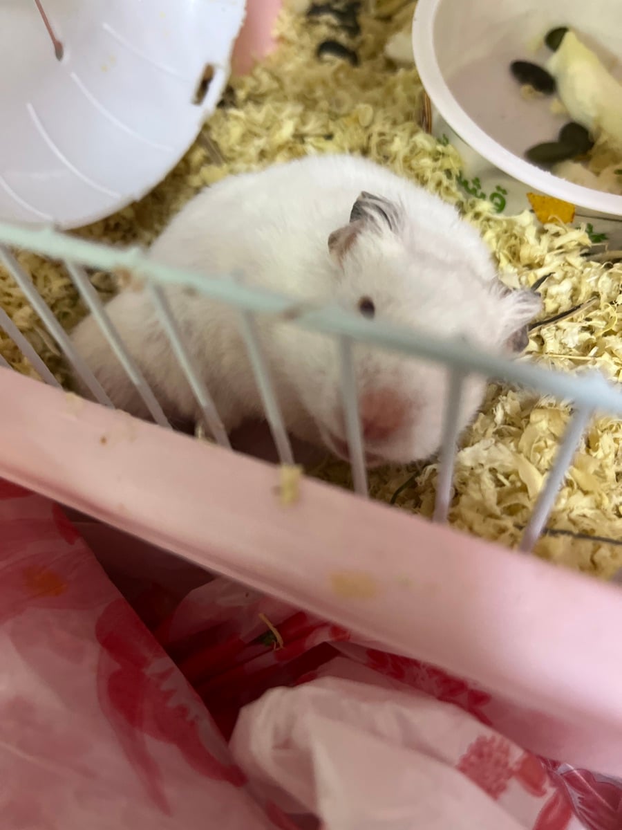 Male hamster - Image 3