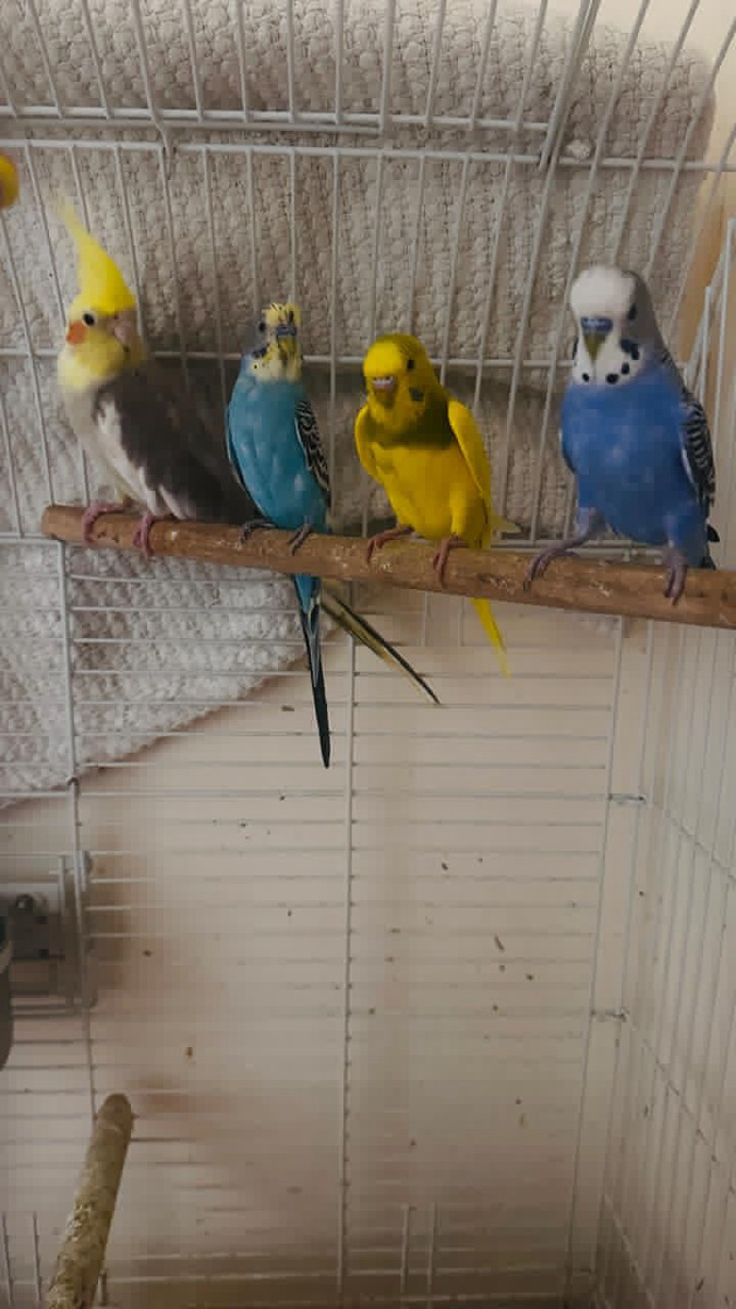 Adult Male and Female Budgies for sale - Image 2