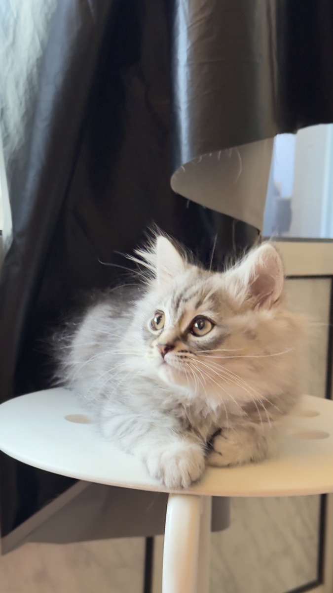 Kittens looking for a comfortable house - Image 1