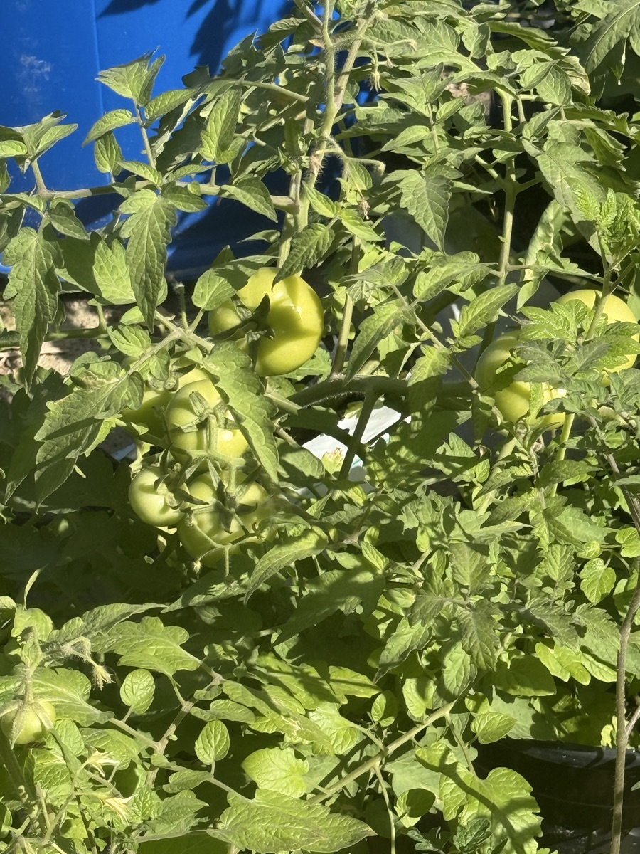 Plants - Image 7