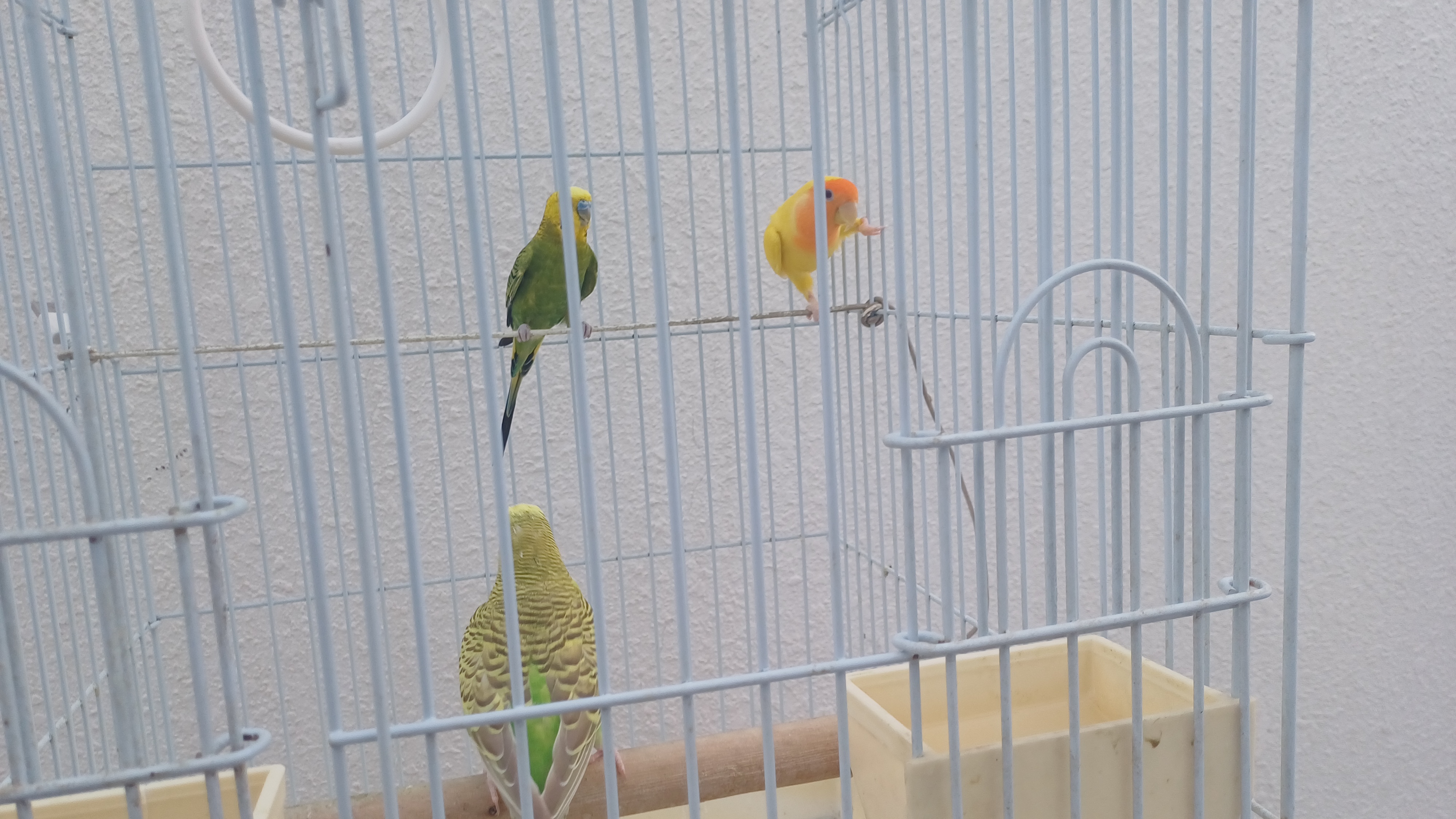 Beautiful parrot, Budgies for sale - Image 3