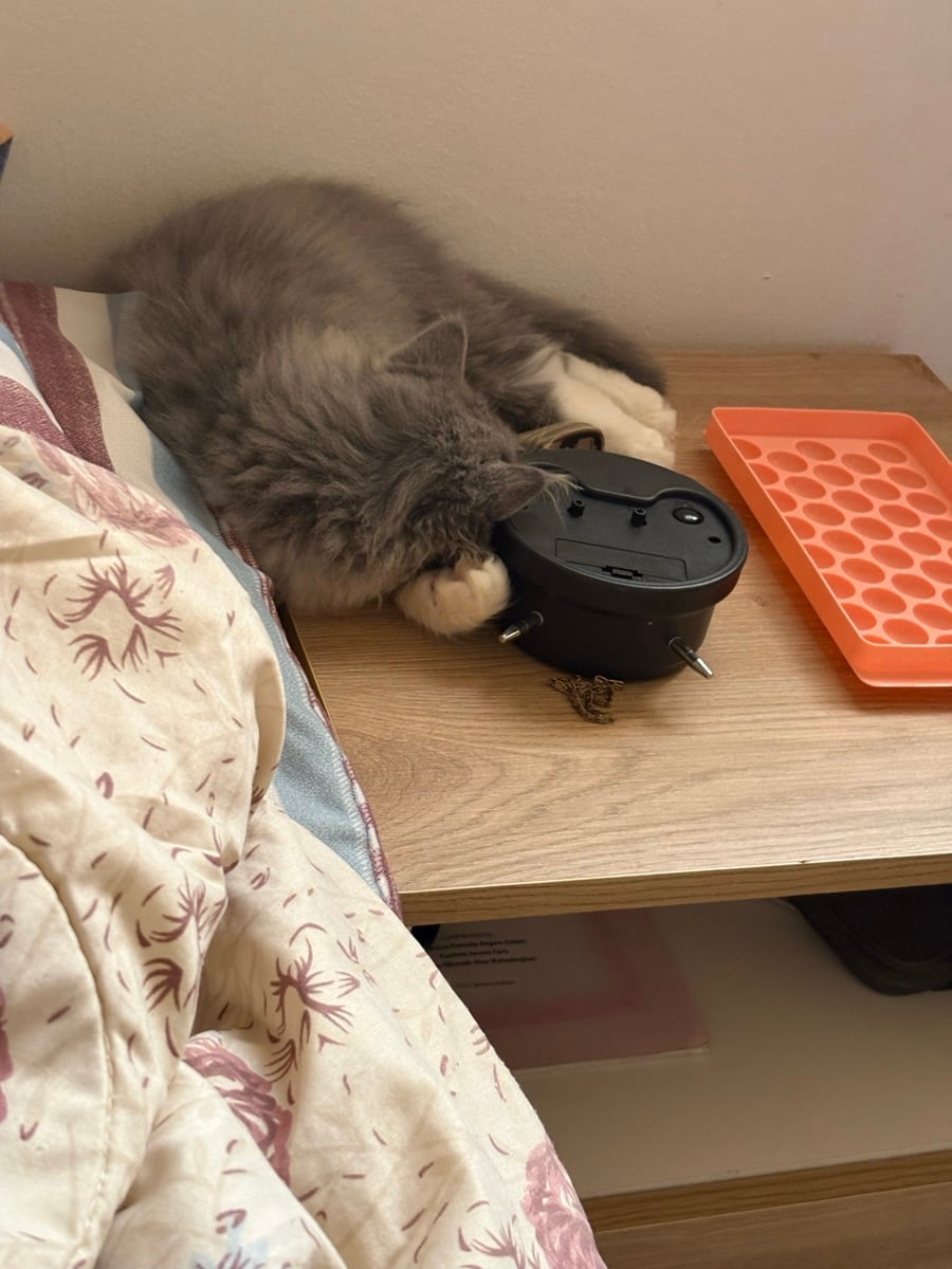 Urgent cat  for sale - Image 2