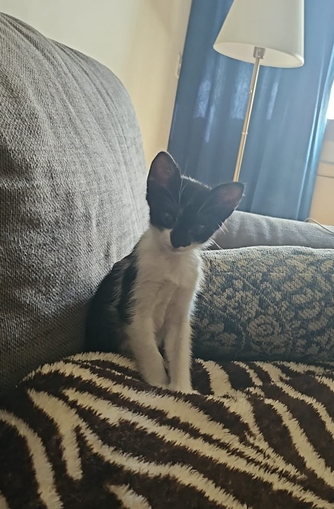 Adorable cat - Image 5