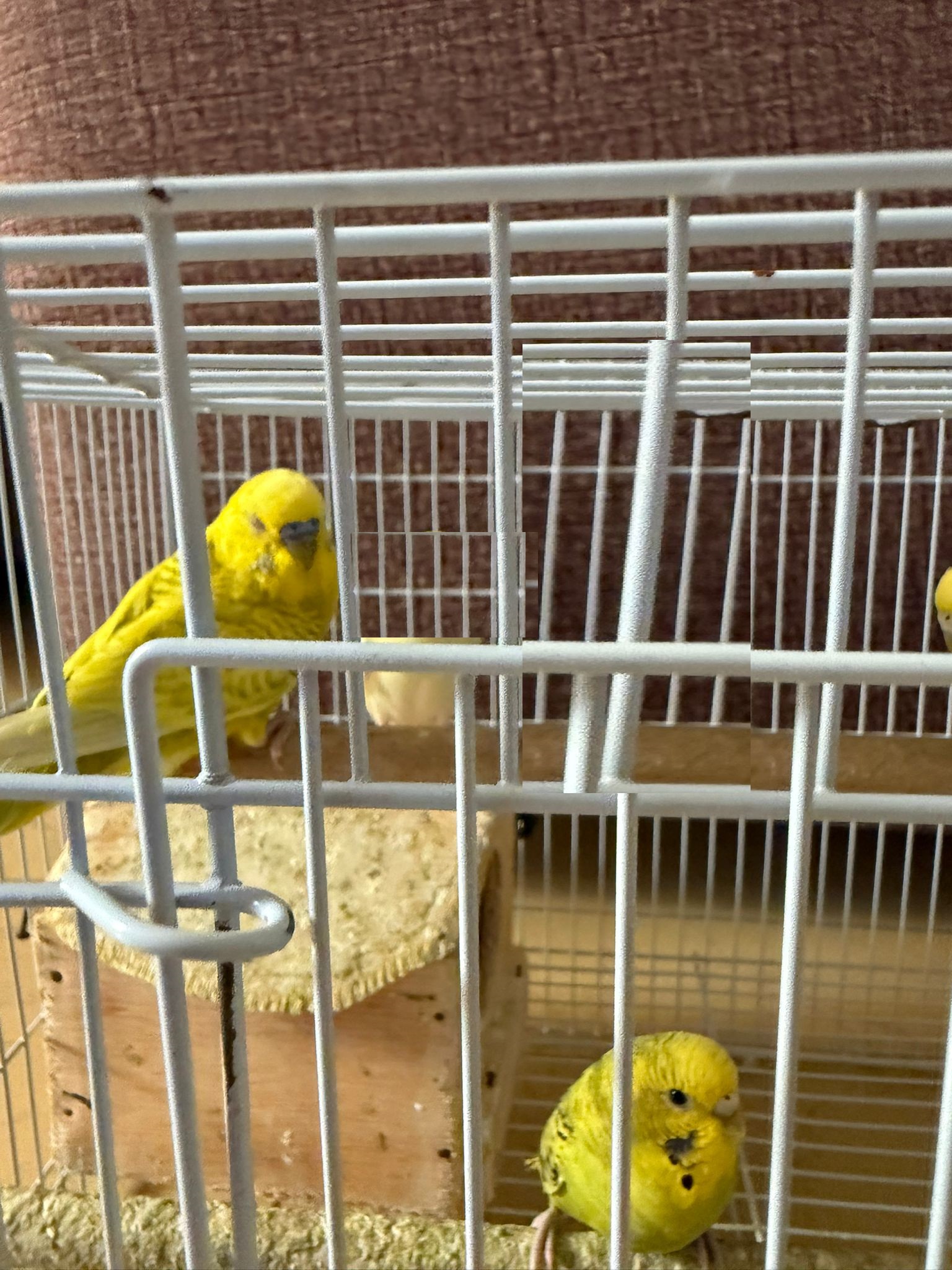 5pcs Love Birds for sale  - Image 2