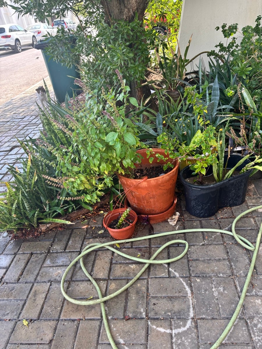Plants - Image 3