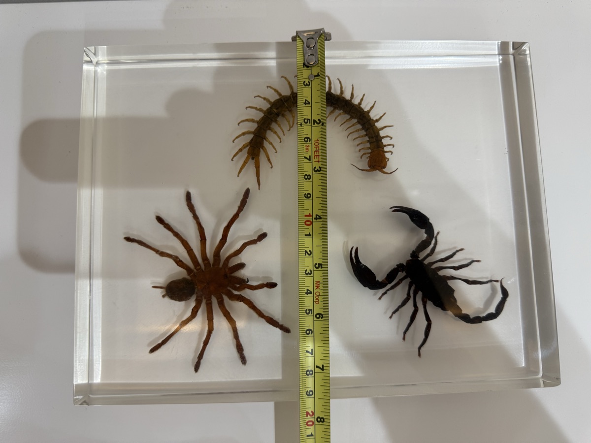 Black Scorpion Desk Decoration - Image 6