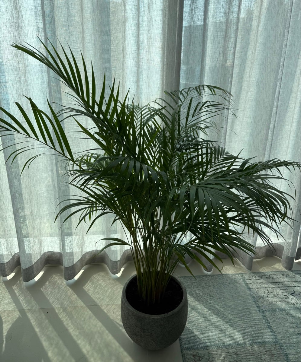 Areca Palm, 110cm high, 90cm width - Image 1