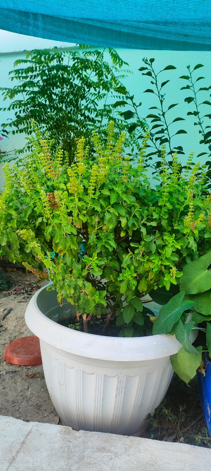 Ready to use Fully grown Well managed plants for sales - Image 7