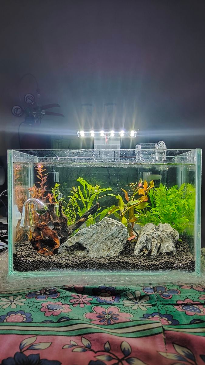 Planted Aquarium for Sale – Perfect for Office or Home Desk - Image 9