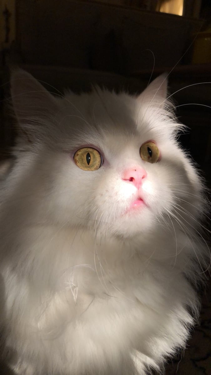 Persian cat - Image 2