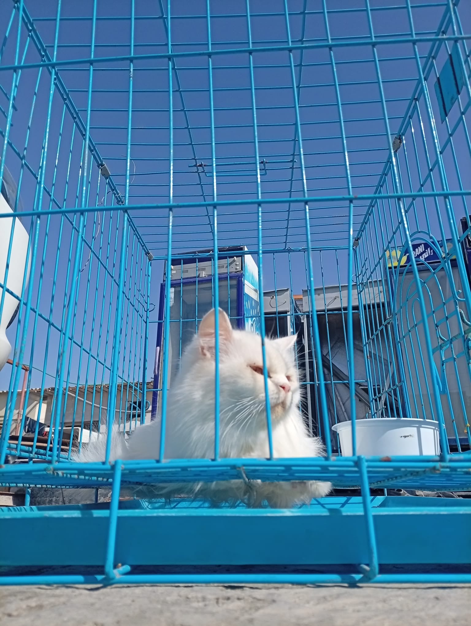 Persian male and female cat  - Image 3