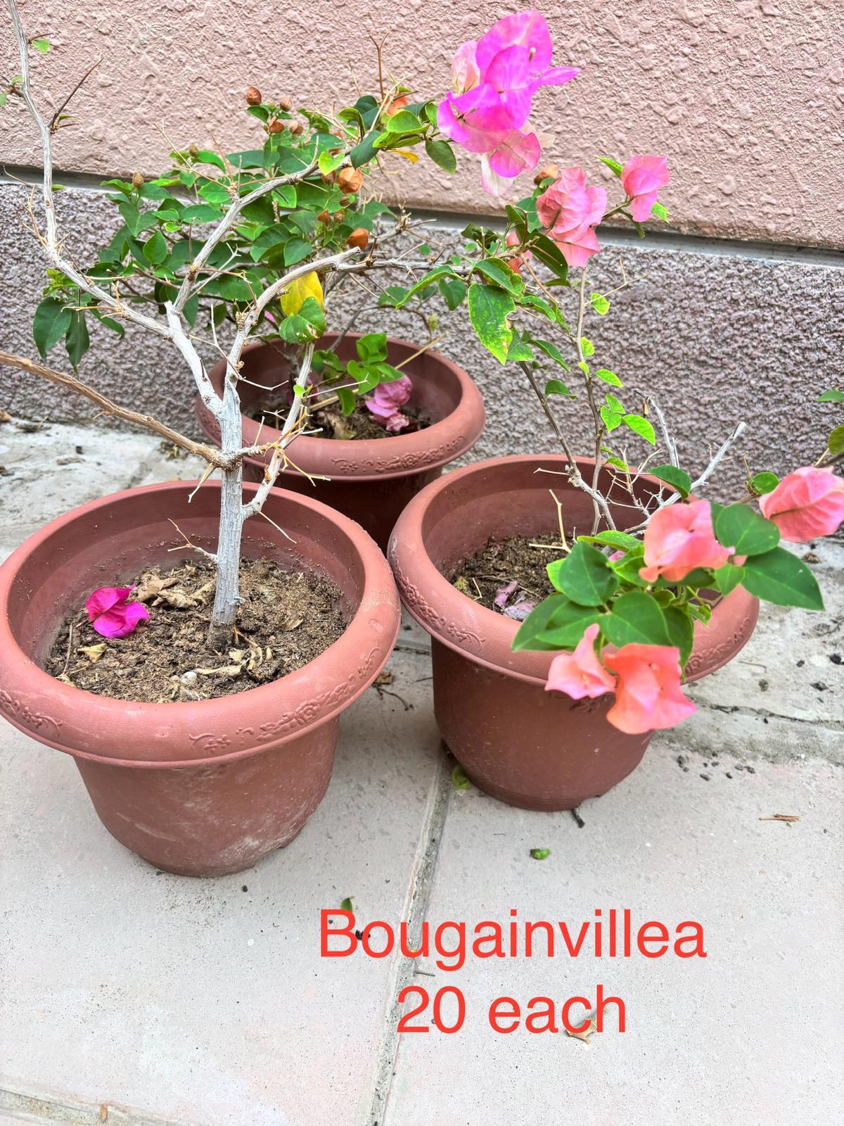 Bougainvillea for sale - Image 4